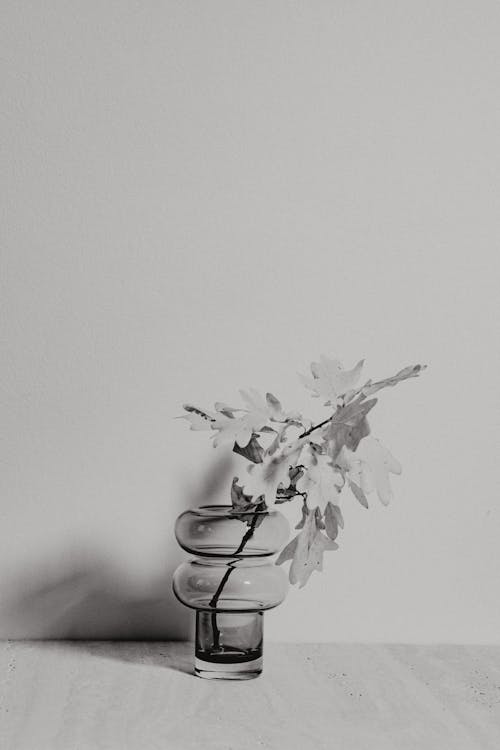Free 가지, 겨울, 꽃의 무료 스톡 사진 Stock Photo
