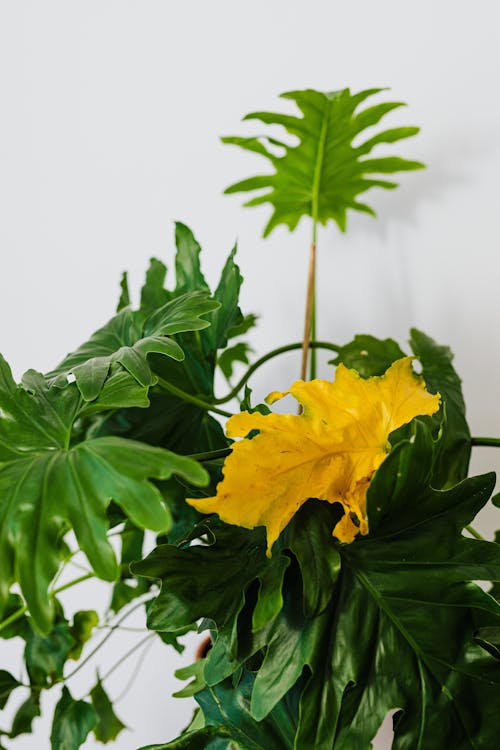 Plant with Green and Yellow Leaves