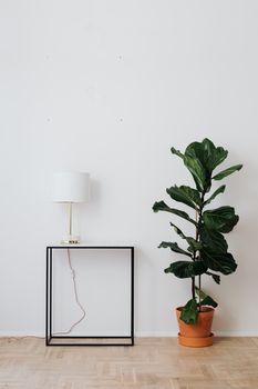 A minimalist living area featuring a potted fiddle leaf fig and a sleek table lamp.