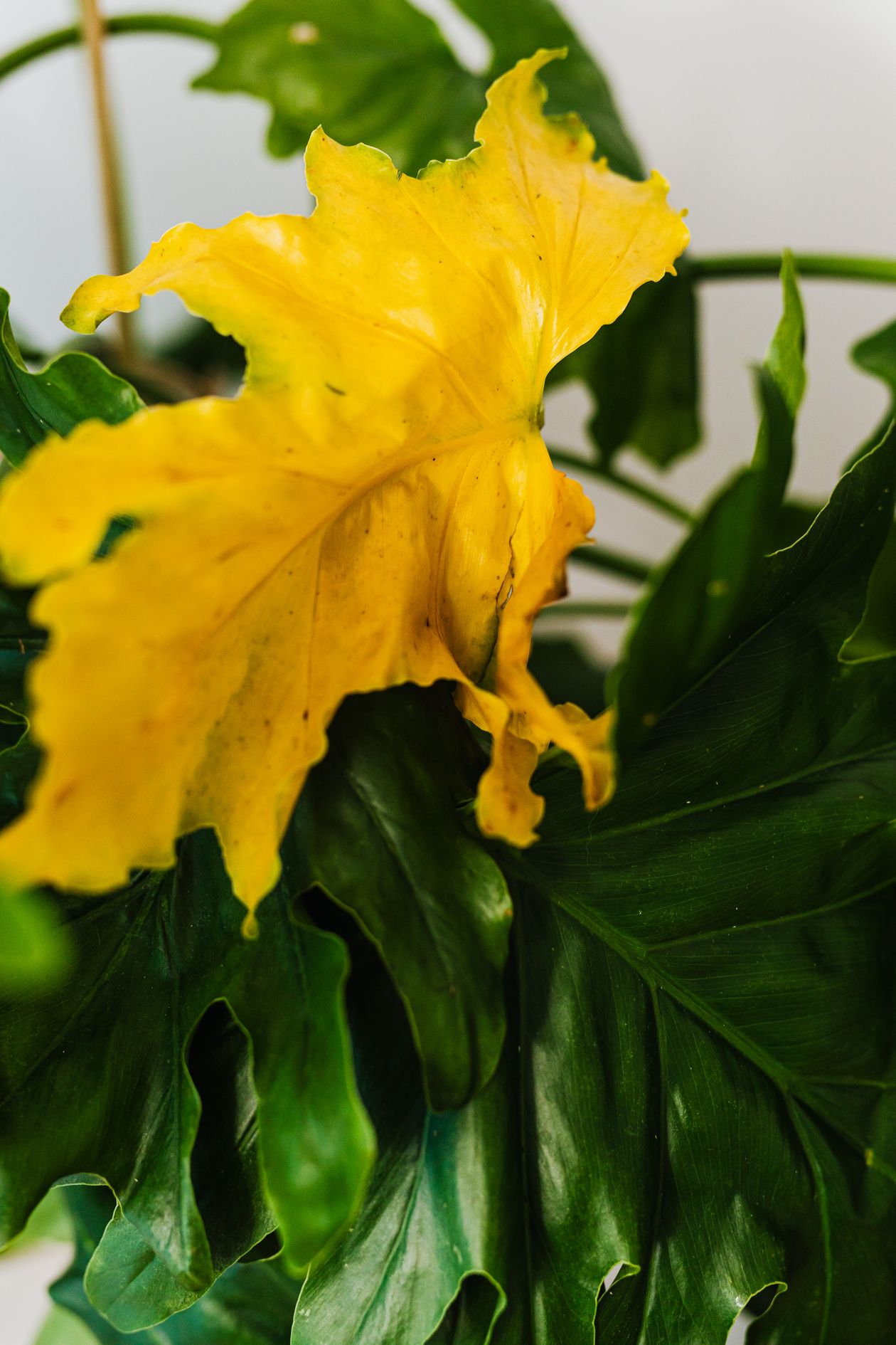A single leaf turned fully yellow on an otherwise green houseplant, showing the even, whole-leaf fading described above