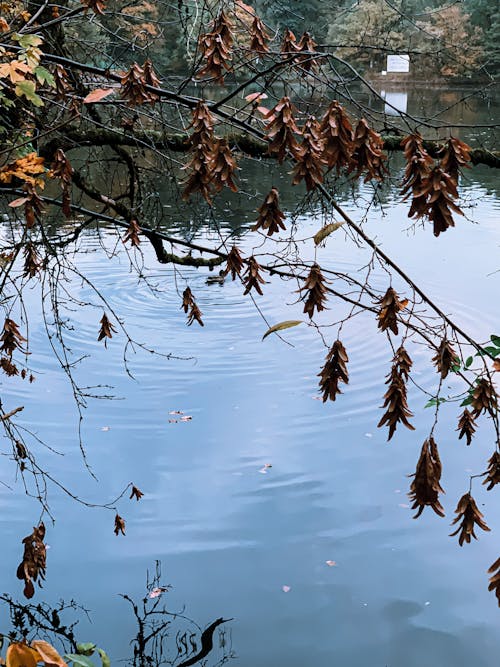 Tree branches with yellow leaves above calm lake