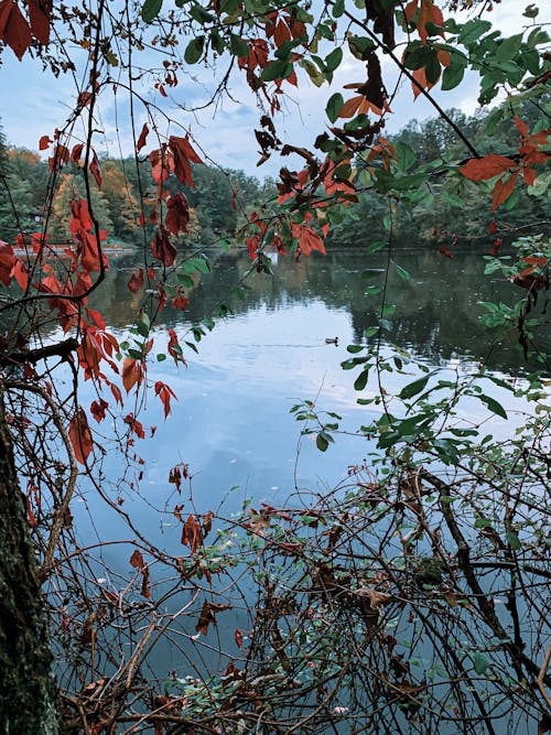 Branches of trees with fading leaves in foreground and picturesque view of calm lake reflecting forest