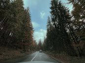 在绿树成荫的宁静秋季森林中驾车，享受一份宁静