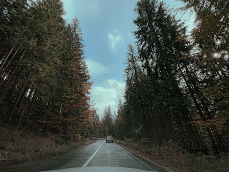 Experience a peaceful drive through a tranquil autumn forest with towering evergreen trees.