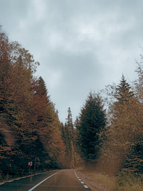 Empty narrow roadway running through autumnal forest with bright foliage against cloudy sky in countryside in nature on fall day