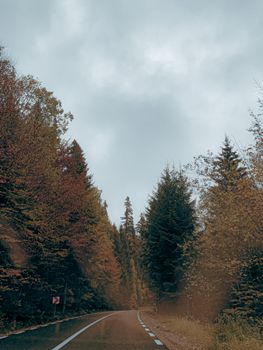 Empty narrow roadway running through autumnal forest with bright foliage against cloudy sky in countryside in nature on fall day