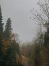 Autumnal forest in foggy day