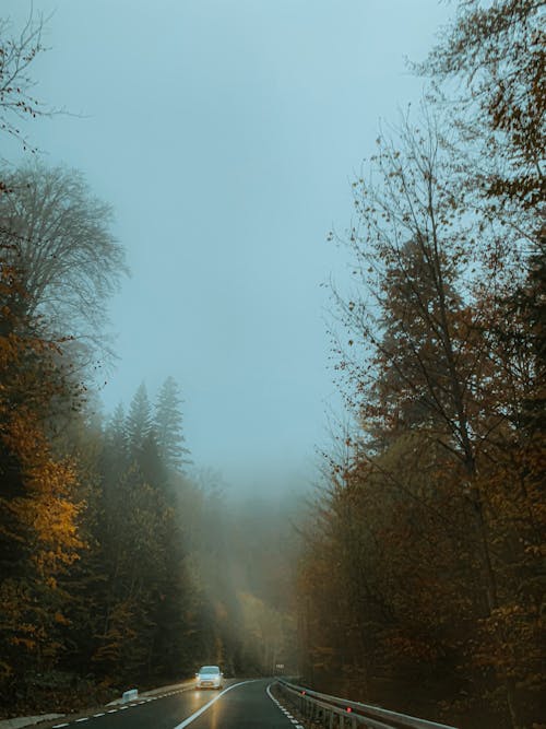 Distant automobile with headlights riding on asphalt highway surrounded by tall trees in misty weather on autumn day in nature