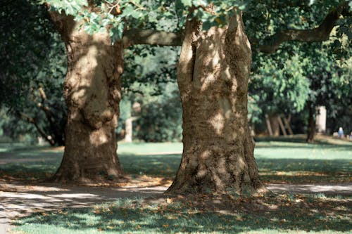 Two Tree Trunks on Green Grass Field