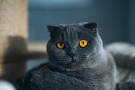 一只灰色苏格兰折耳猫的特写镜头，它长着引人注目的琥珀色眼睛，正平静地躺在室内