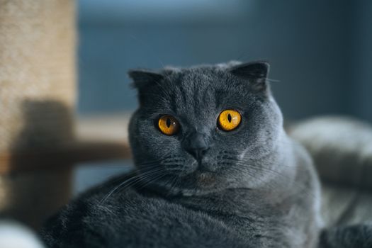 一只灰色苏格兰折耳猫的特写镜头，它长着引人注目的琥珀色眼睛，正平静地躺在室内