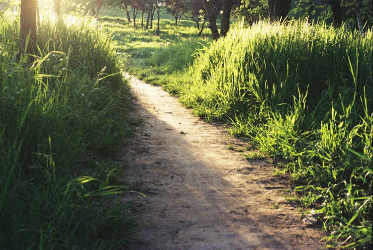 Dirt Path And Green Grass