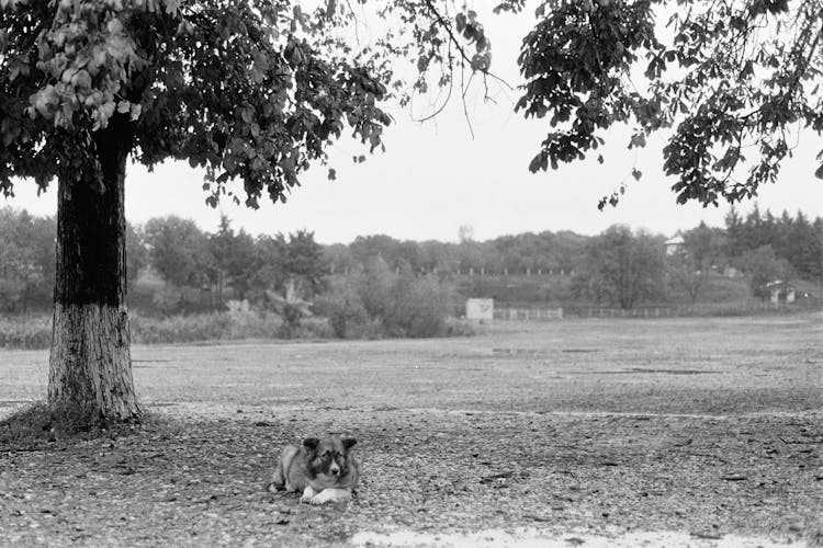 Dog Lying Under The Tree