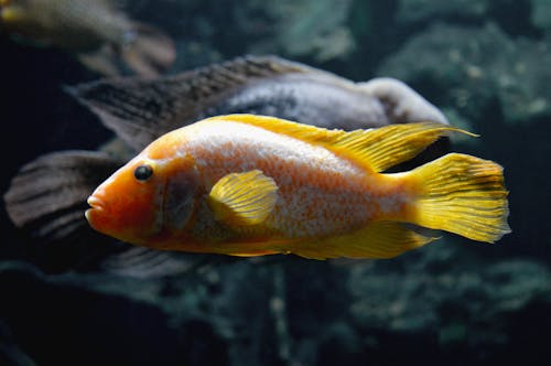 Side View Photo Of A Goldfish