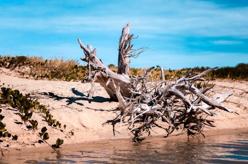 Foto profissional grátis de árvore, litoral