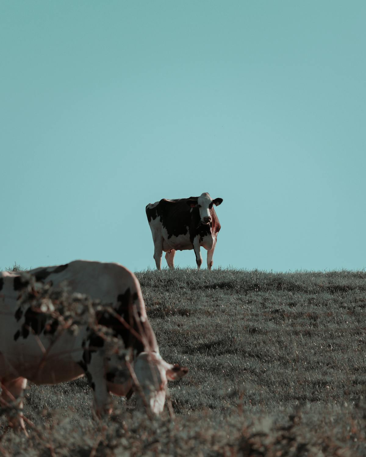 Person listening to music with headphones, looking thoughtful and calm