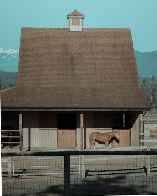 Brown Horse in Front of a Stable