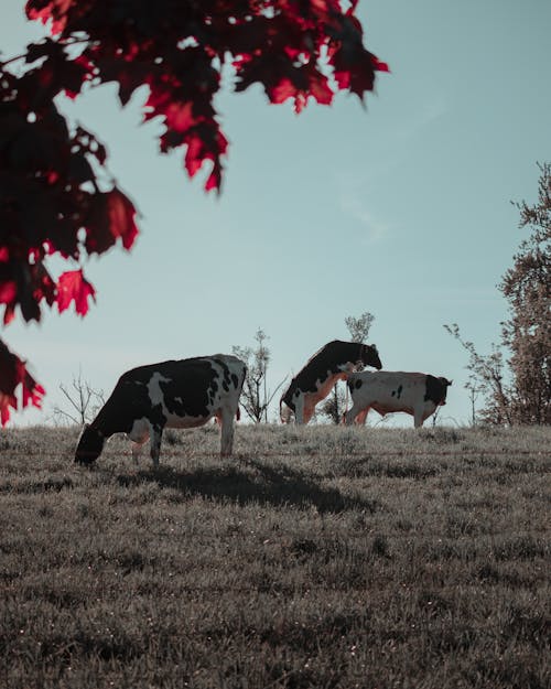 Δωρεάν στοκ φωτογραφιών με αγελάδες, βόδια, βοσκή