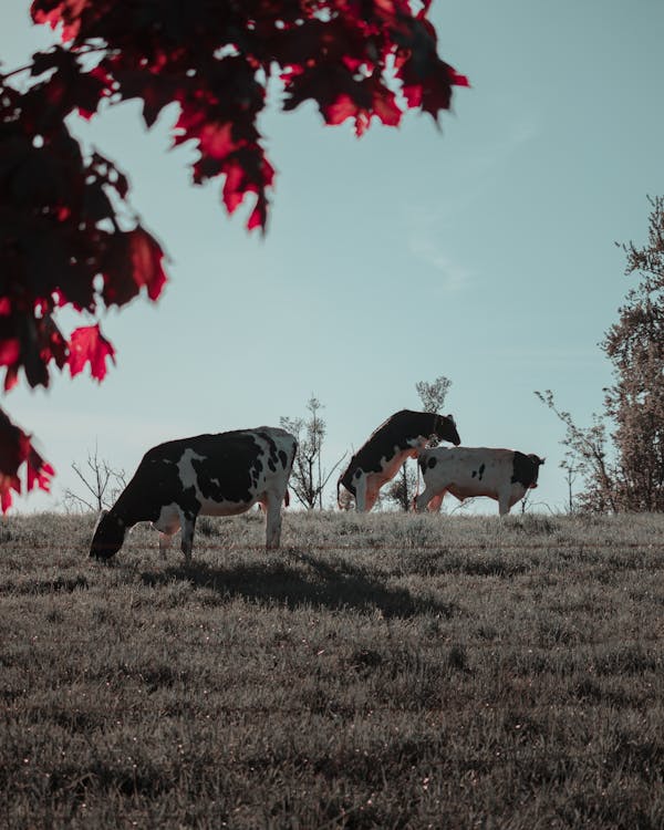 Imagine de stoc gratuită din animale, animale domestice, bovine