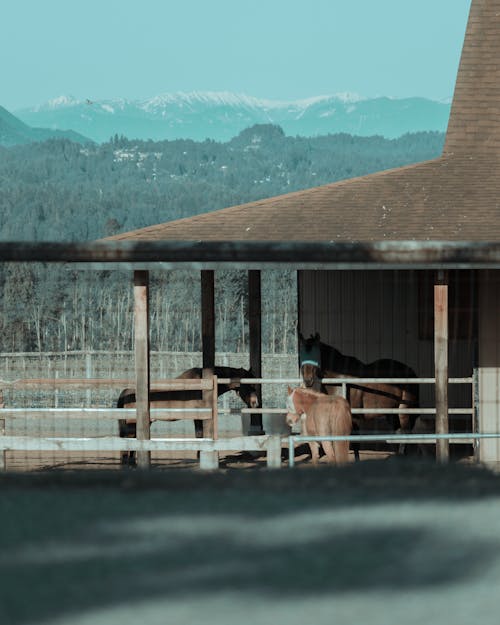 Horses In A Stable