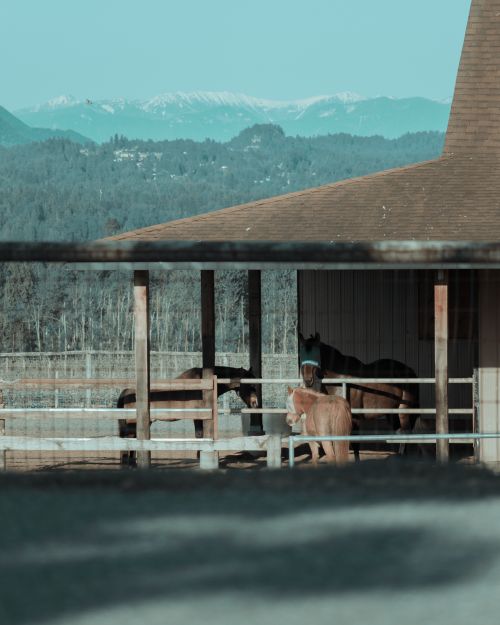 Free Horses in an outdoor stable with mountain backdrop, showcasing rural farm life. Stock Photo