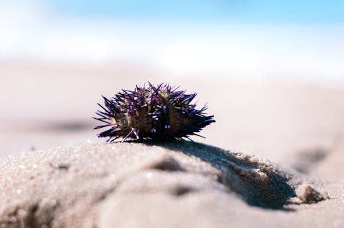 Immagine gratuita di riccio di mare, spiaggia