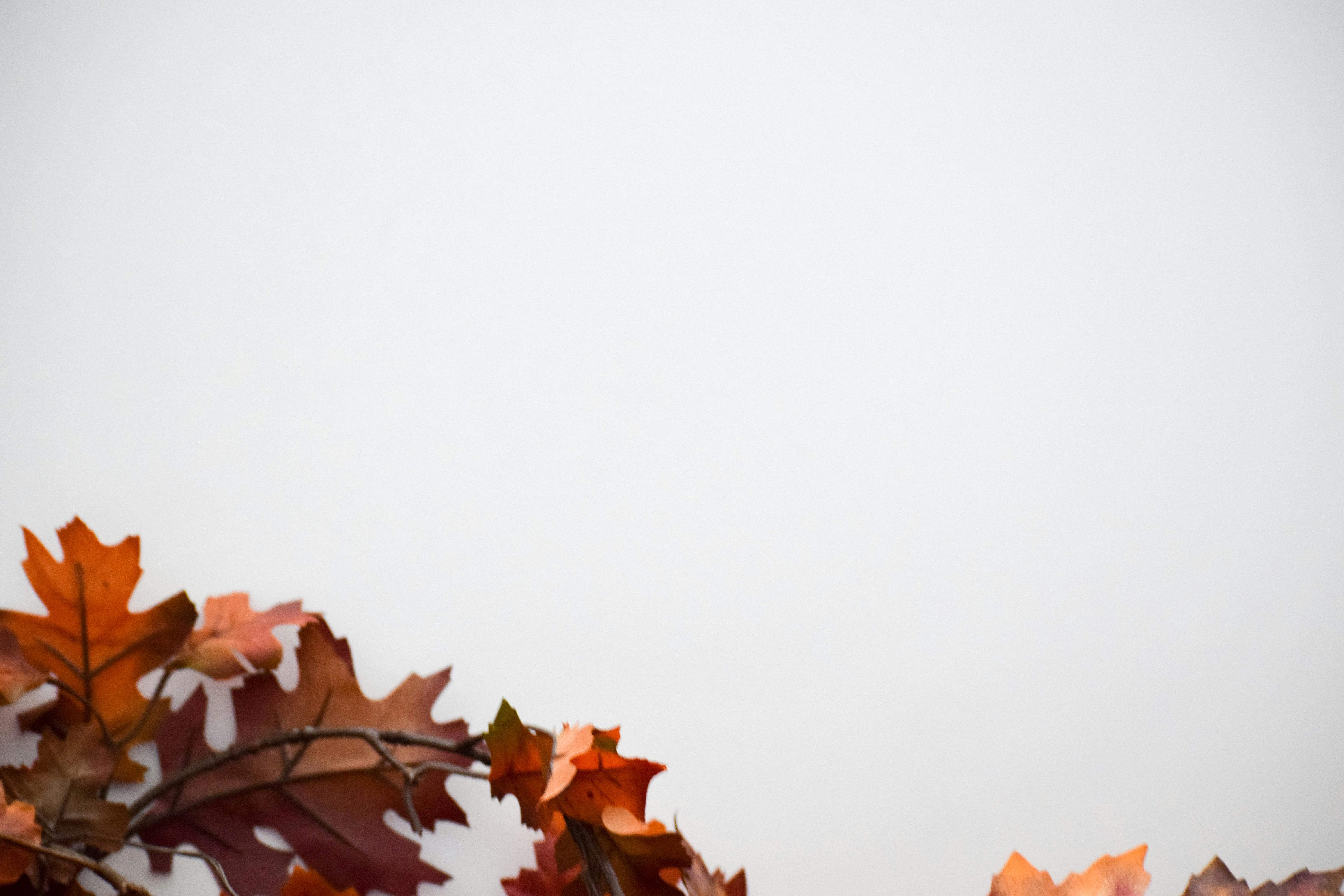 Free stock photo of autumn, fall, fall foliage