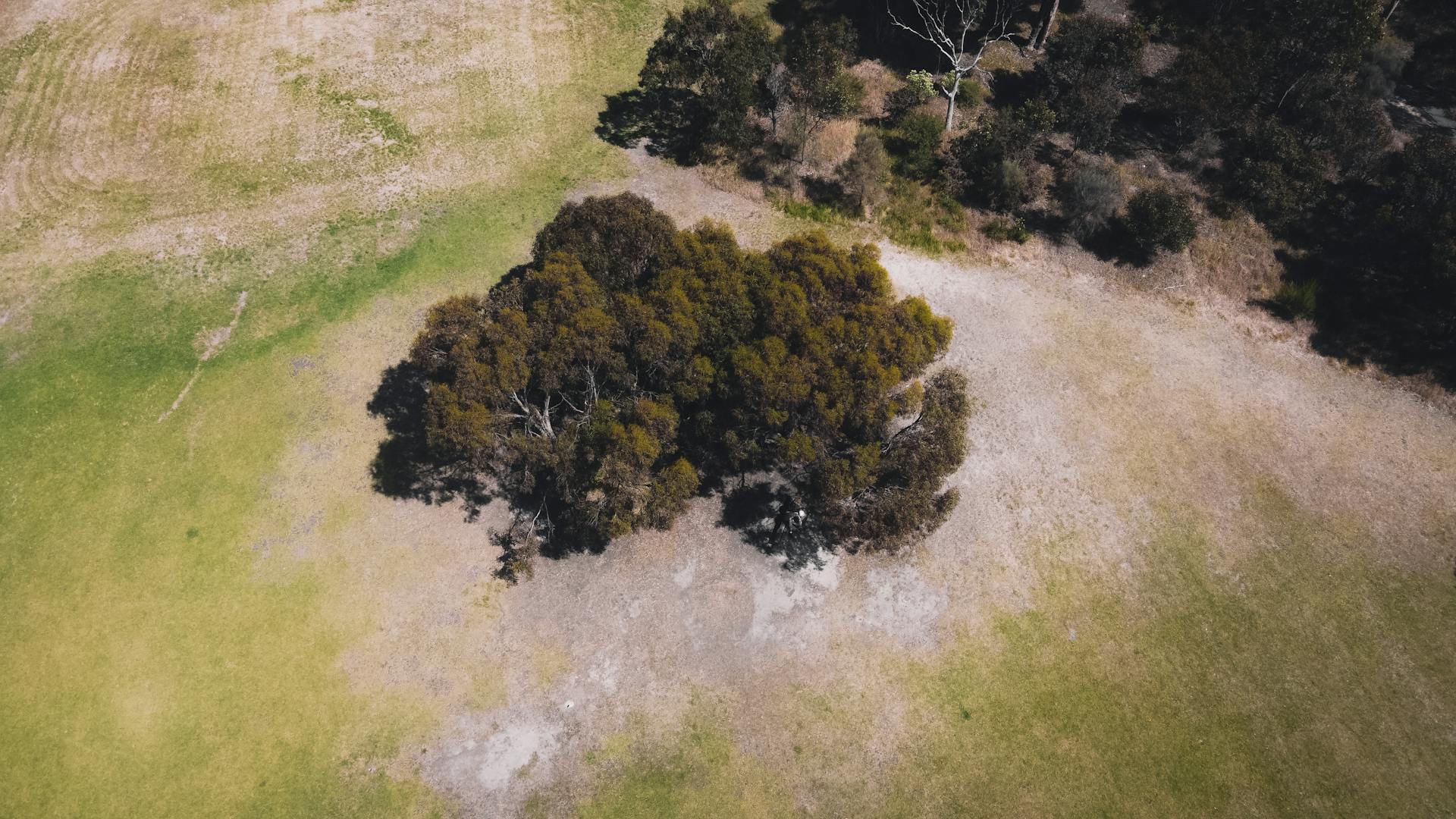 Aerial shot of a lone tree in a vast field in Fairfield, VIC, Australia.