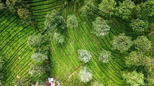 Foto profissional grátis de aéreo, agricultura, agronomia