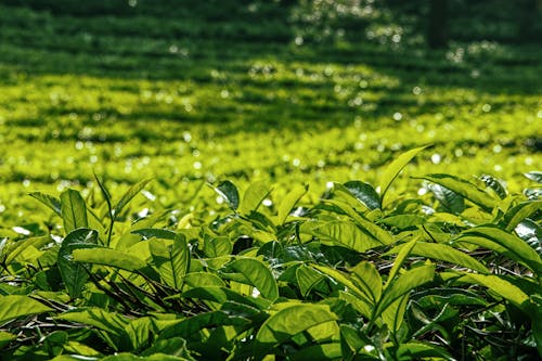 Picturesque view of field of lush green plants growing on plantation in sunlight in summer