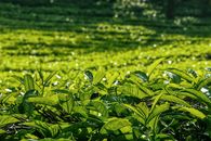 Picturesque view of field of lush green plants growing on plantation in sunlight in summer