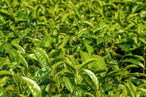 Lush tea plantation with fresh leaved in sunlight