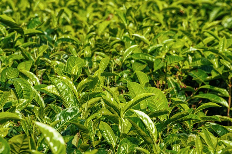 Lush Tea Plantation With Fresh Leaved In Sunlight