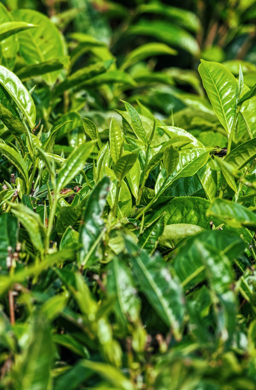 Close-up of bright green tea leaves growing on the bush