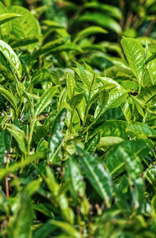 Free High angle textured lush leaves of tea plant growing on field on sunny day in countryside Stock Photo