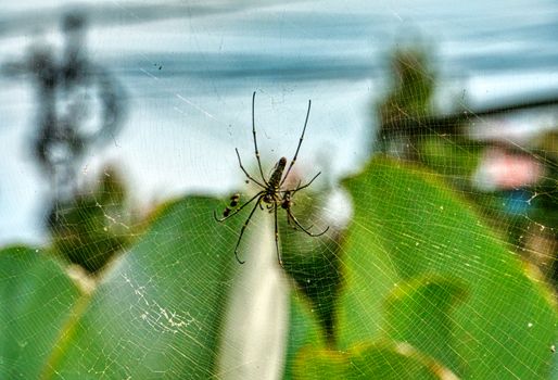 Spooky giant golden orb weaver spider sitting on cobweb in tropical garden near wavy ocean on sunny day