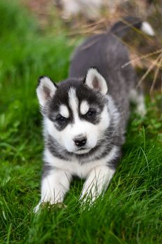Adorable Siberian Husky puppy playing on vibrant green grass, showcasing its curious nature.