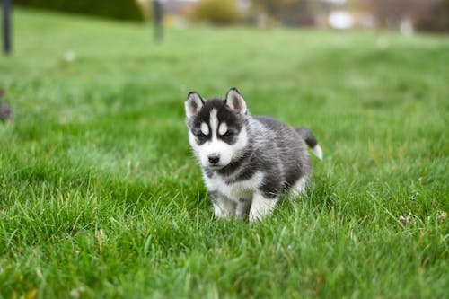 Photo of a Siberian Husky Puppy on Green Grass