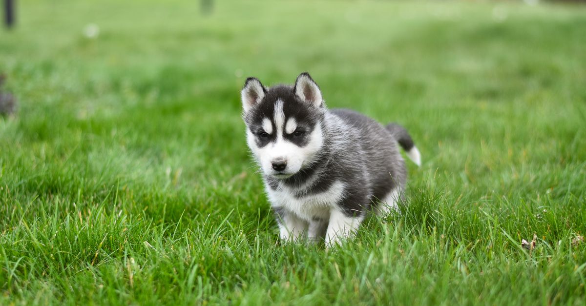 Siberian Husky