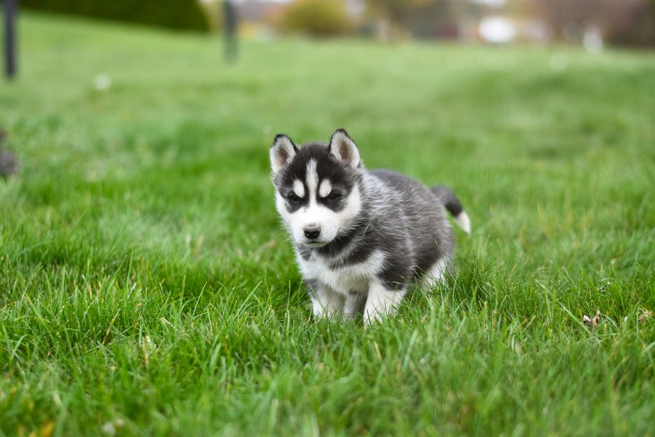 A Siberian Husky puppy showing one bright blue eye and one brown eye, illustrating complete heterochromia.