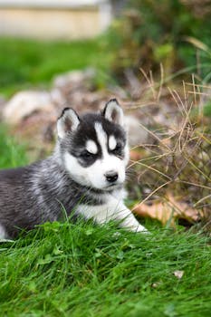 Cute Siberian Husky puppy sitting in green grass outdoors, capturing its playful and curious expression.