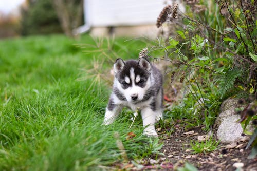 Photo of a Black and White Siberian Husky Puppy Near Plants
