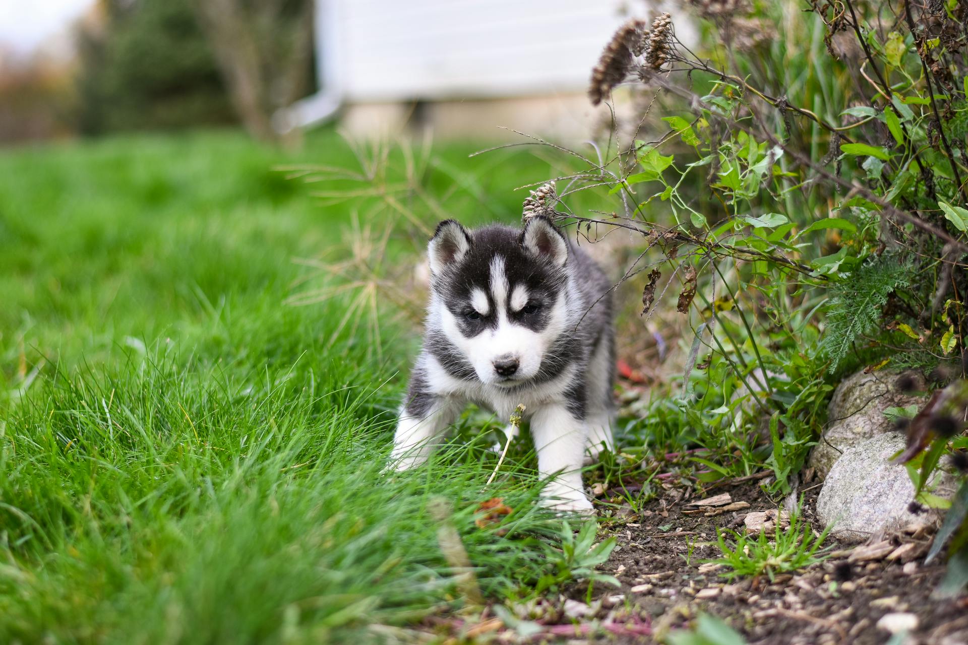 Photo of a Black and White Siberian Husky Puppy Near Plants