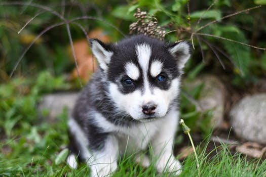 Charming close-up of a Siberian Husky puppy with striking blue eyes sitting on lush grass.