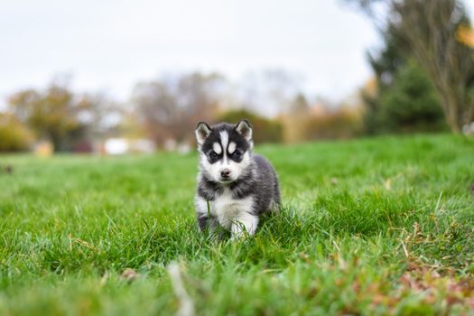 Cute Siberian Husky puppy exploring green grass outdoors, showcasing its fluffy coat and blue eyes.