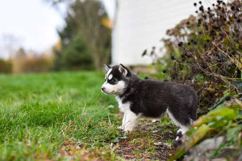 Free Cute Siberian Husky puppy exploring a garden on a sunny day. Stock Photo