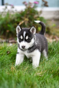 Cute Siberian Husky puppy exploring a grassy outdoor area, showcasing its playful nature.