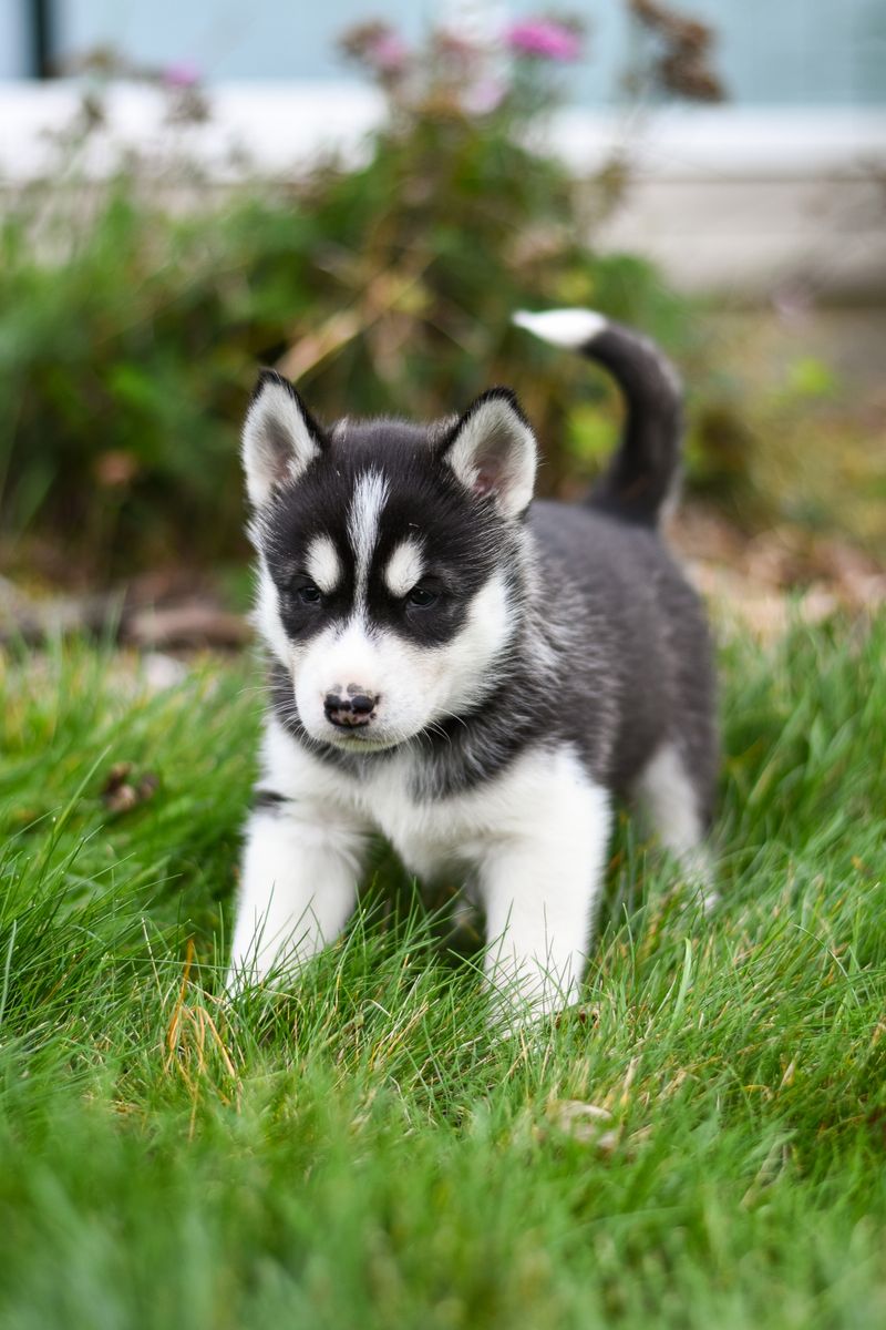 Siberian husky puppy standing on green grass