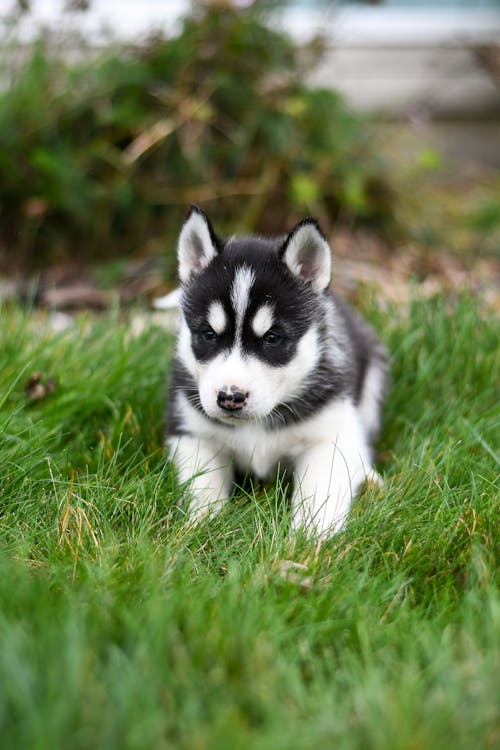 A Black and White Siberian Husky on the Grass