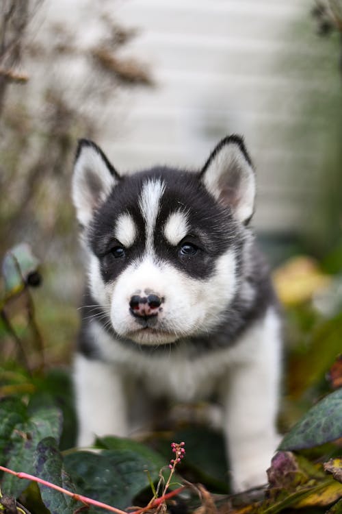 Portrait of a Black and White Siberian Husky Puppy